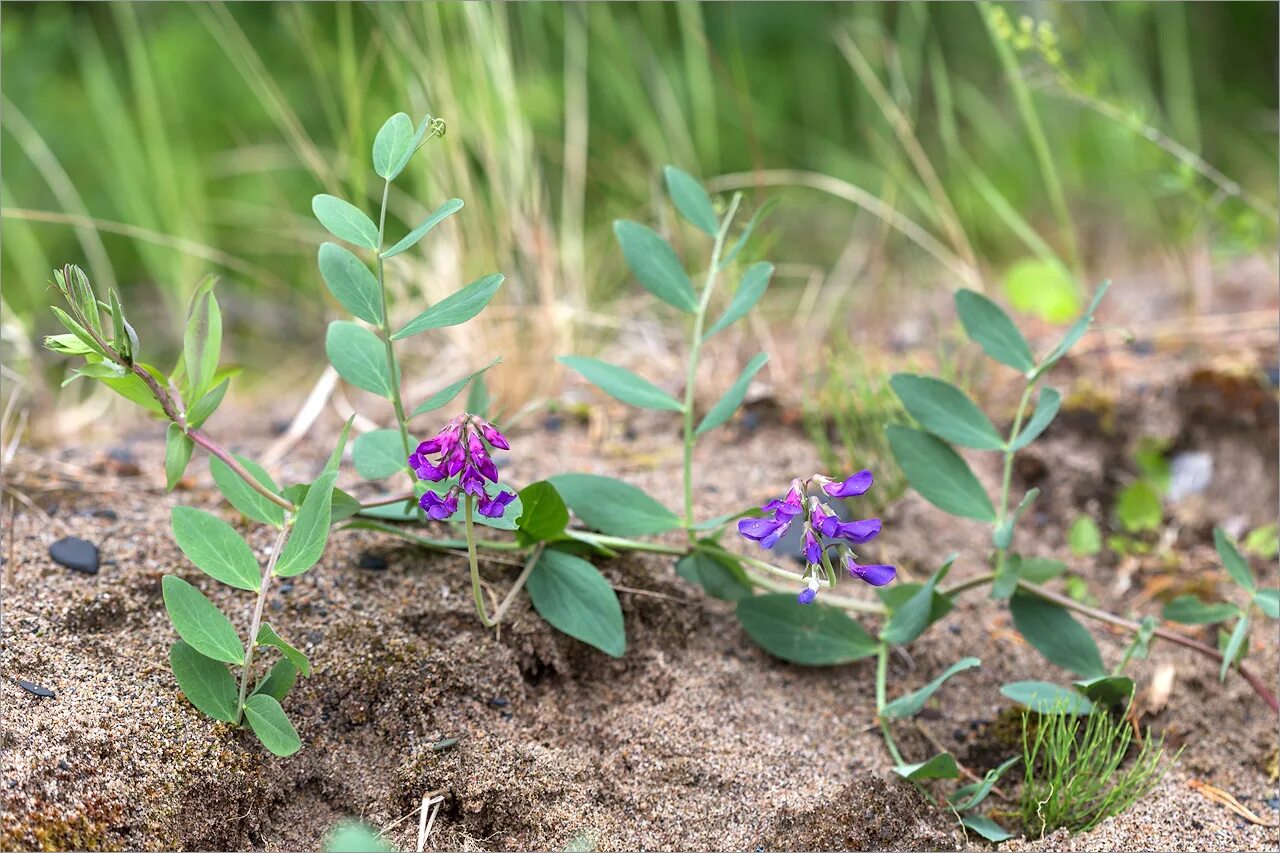 Найти траву по фото Lathyrus japonicus ssp. pubescens - Image of an specimen - Plantarium
