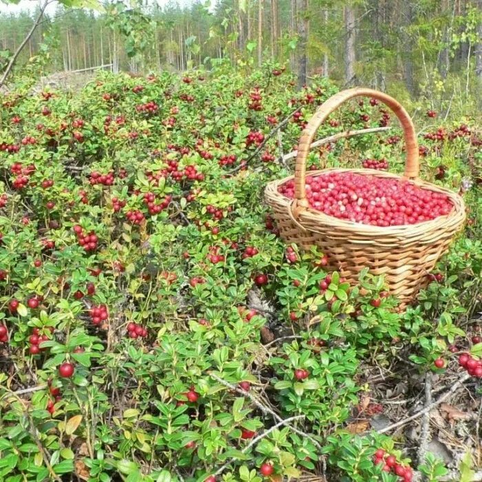 Найти ягоду по фото Купить бруснику свежую в Москве оптом, низкие цены, доставка