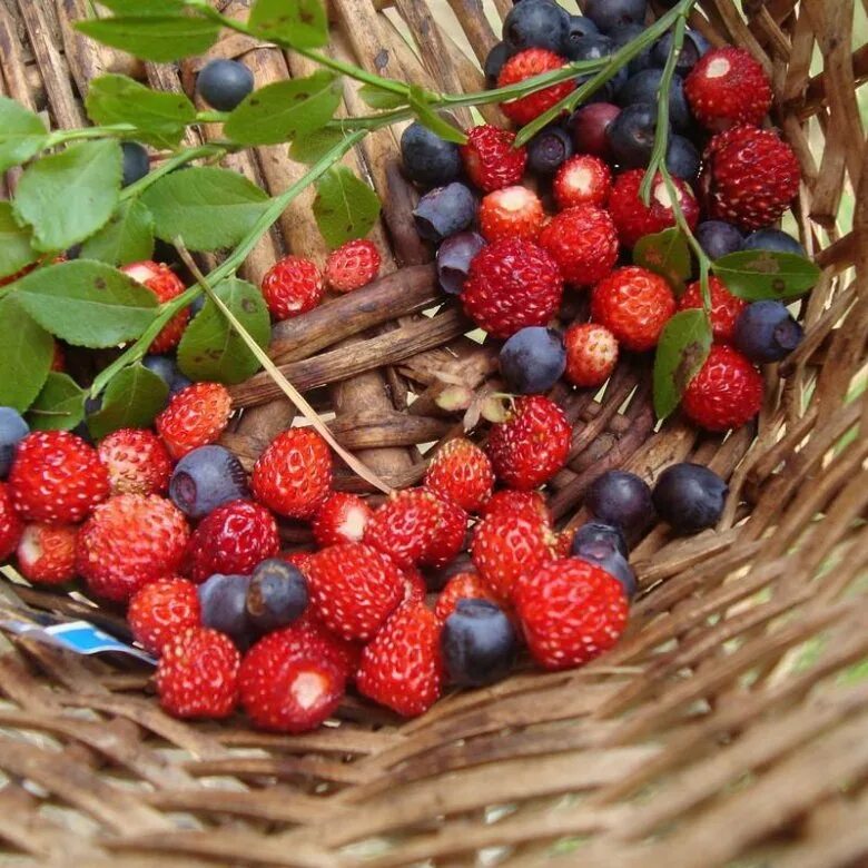 Найти ягоду по фото Ягоды - купить в Боре, бесплатно, продано 1 августа 2018 - Продукты питания