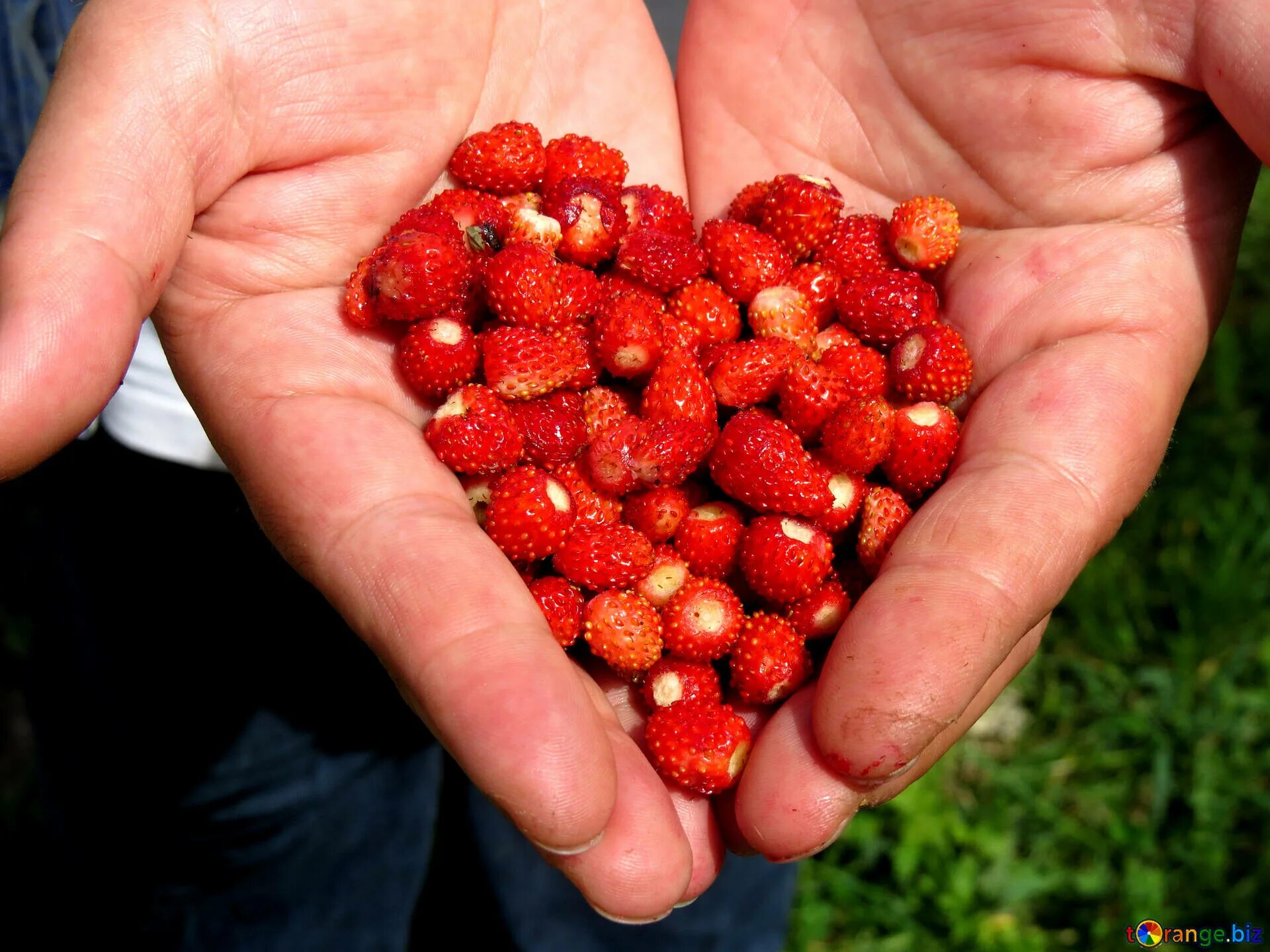 Найти ягоду по фото Heart of strawberries free image - № 28983