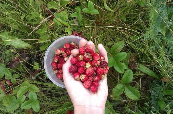 Найти ягоду по фото Sell strawberries, price: 650 rubles Подслушано Магинск ВКонтакте