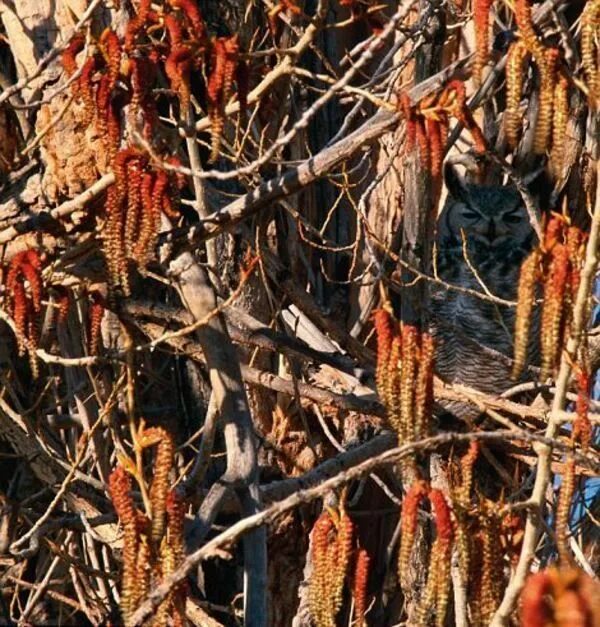 Найти животное по фото Easy puzzle #5 Wildlife photos, Horned owl, Great horned owl