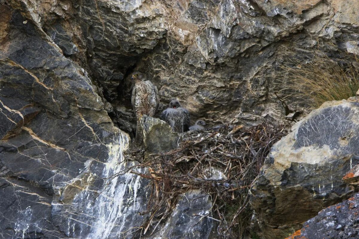 Найти животное по фото Camouflage Animals Wildlife photos, Animal hide, Animals
