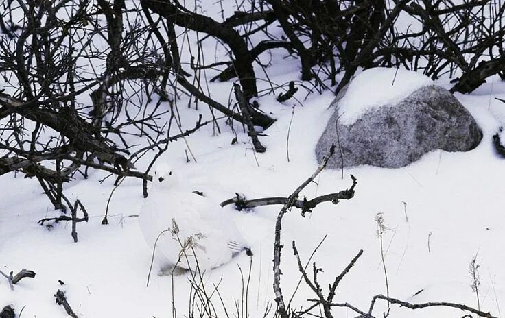 Найти животное по фото Can You Spot the Hidden Animals in These Photos by Art Wolfe? Animals images, Wi