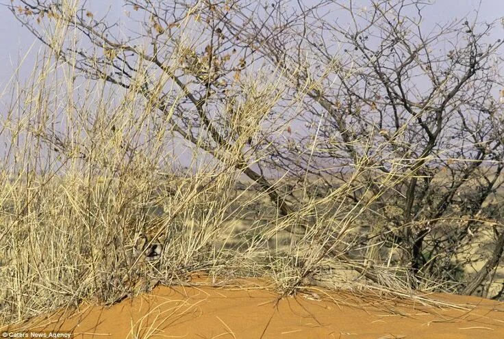 Найти животное по фото Can you spot the 'invisible animal'? Incredible images show nature's disappearin