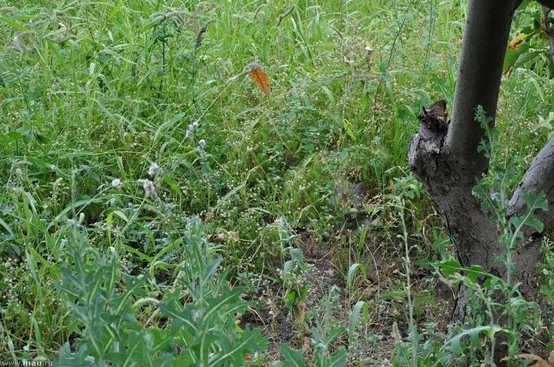 Найти животное по фото онлайн бесплатно See the cat? no? And he is here ! Like if you find a cat in the grass. 2023 КП -