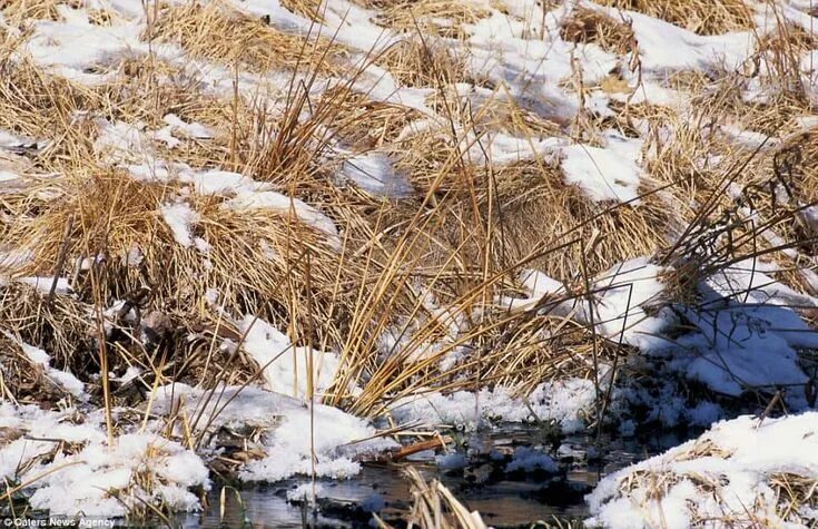 Найти животное по фото онлайн бесплатно Image result for camouflaged animals hard to find Illusions, Optical illusions, 