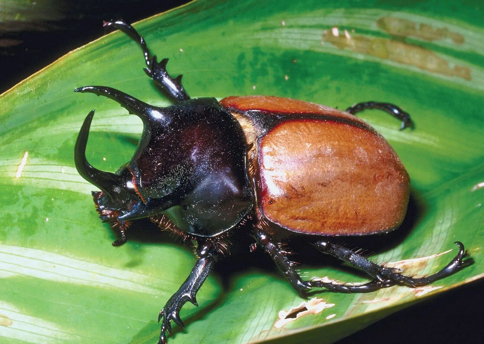 Найти жука по фото Rhinoceros beetle Horned Insects, Lifespan & Habitat Britannica