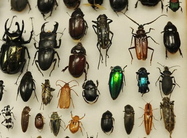Найти жука по фото Pin by Leimer Carvajal Cardona on Coleópteros Bugs and insects, Insect collectio