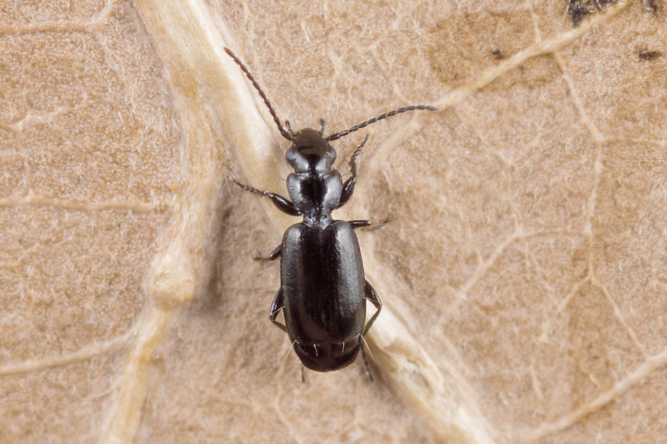 Найти жука по фото Microlestes minutulus Nikolai Vladimirov Flickr