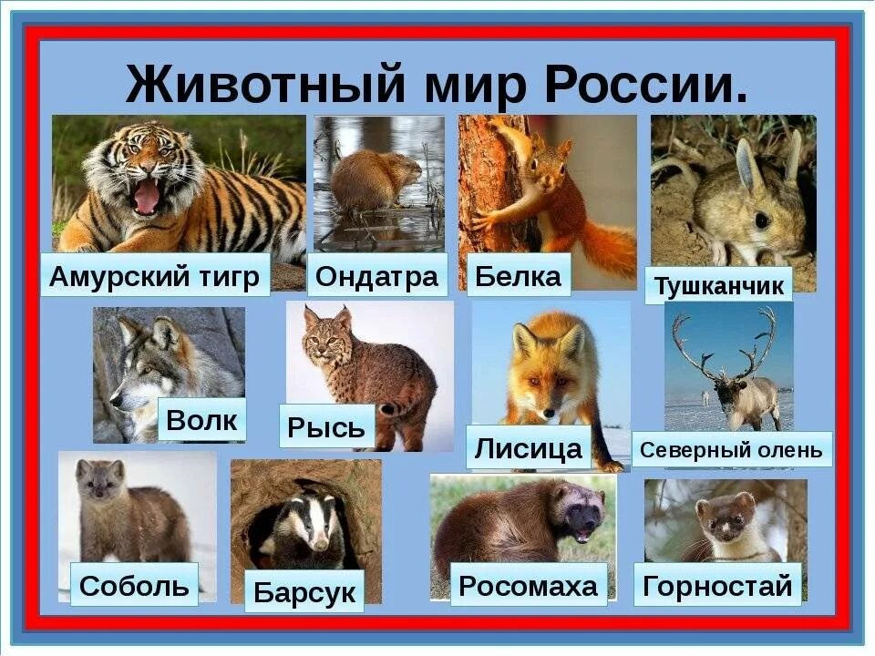 Назовите животное на картинке Какие животные обитают в нашем регионе