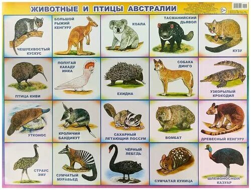 Назовите животное на картинке "Животные и птицы Австралии. Плакат" - купить в интернет-магазине по низкой цене