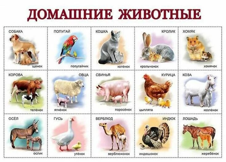 Назовите животное на картинке Карточки с животными (домашние животные) - чёрно белые картинки для распечатки ж