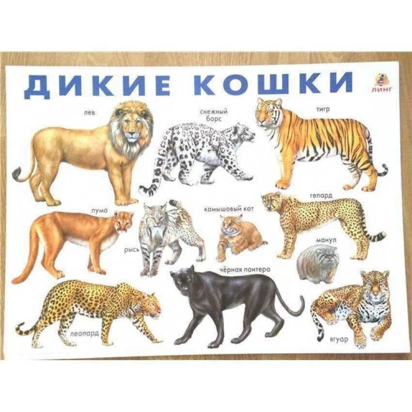 Назовите животное на картинке Картинки ДИКИХ ЗВЕРЕЙ РОД