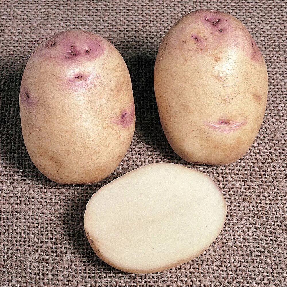 Название белой картошки сортов фото Картофель Potato Kestrel (10 шт.) - Лук севок, семенной картофель, чеснок - купи