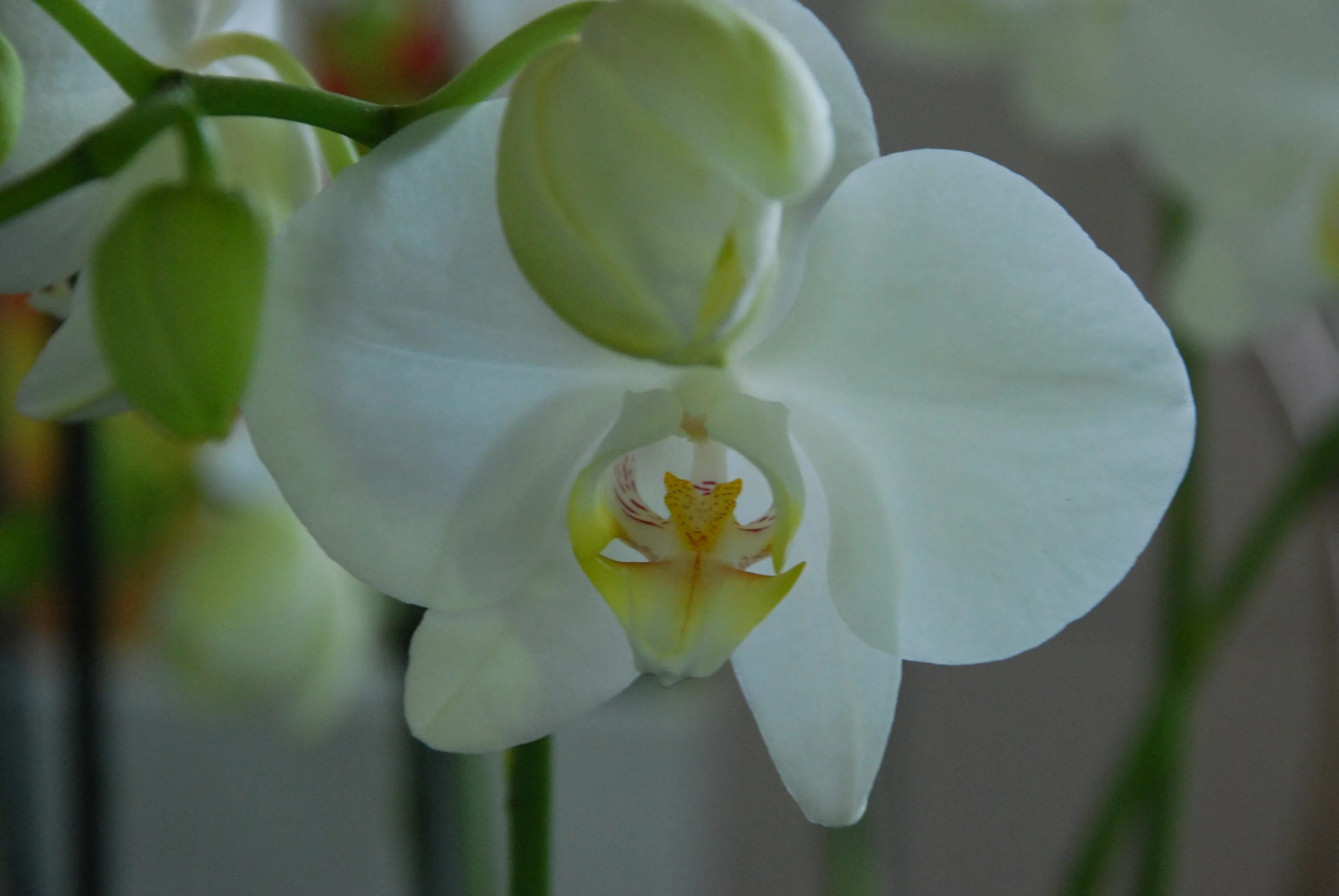 Название белых орхидей с фото Houseplant white orchid flower free image download