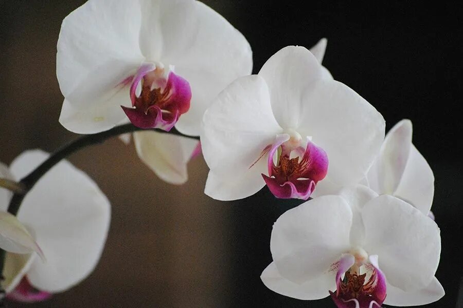 Название белых орхидей с фото Pin by Drukarnia Obrazow.inspiracje on Grafiki do lokali użytkowych Orchids, Orc