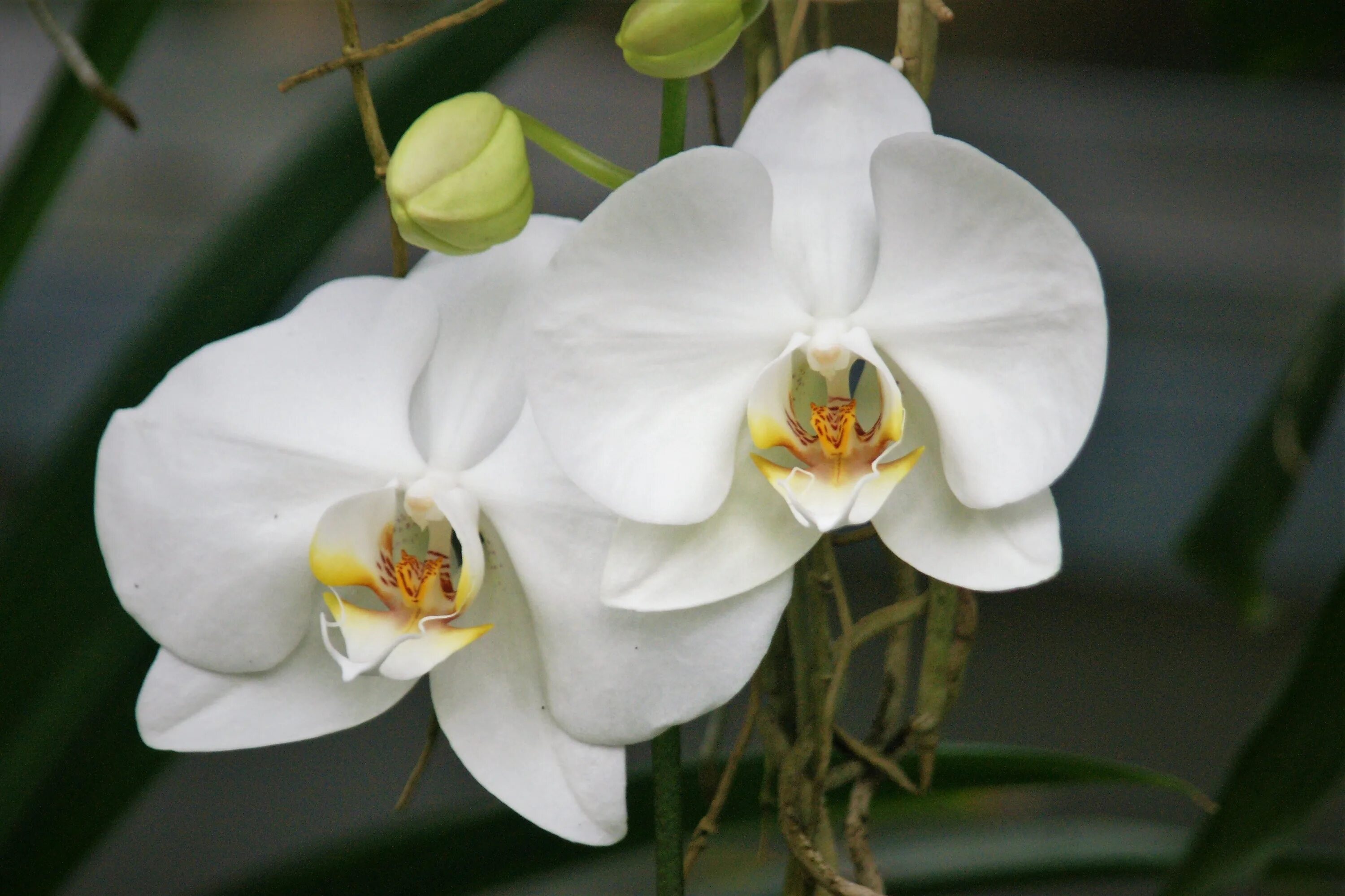 Название белых орхидей с фото Orchid White Flowers free image download