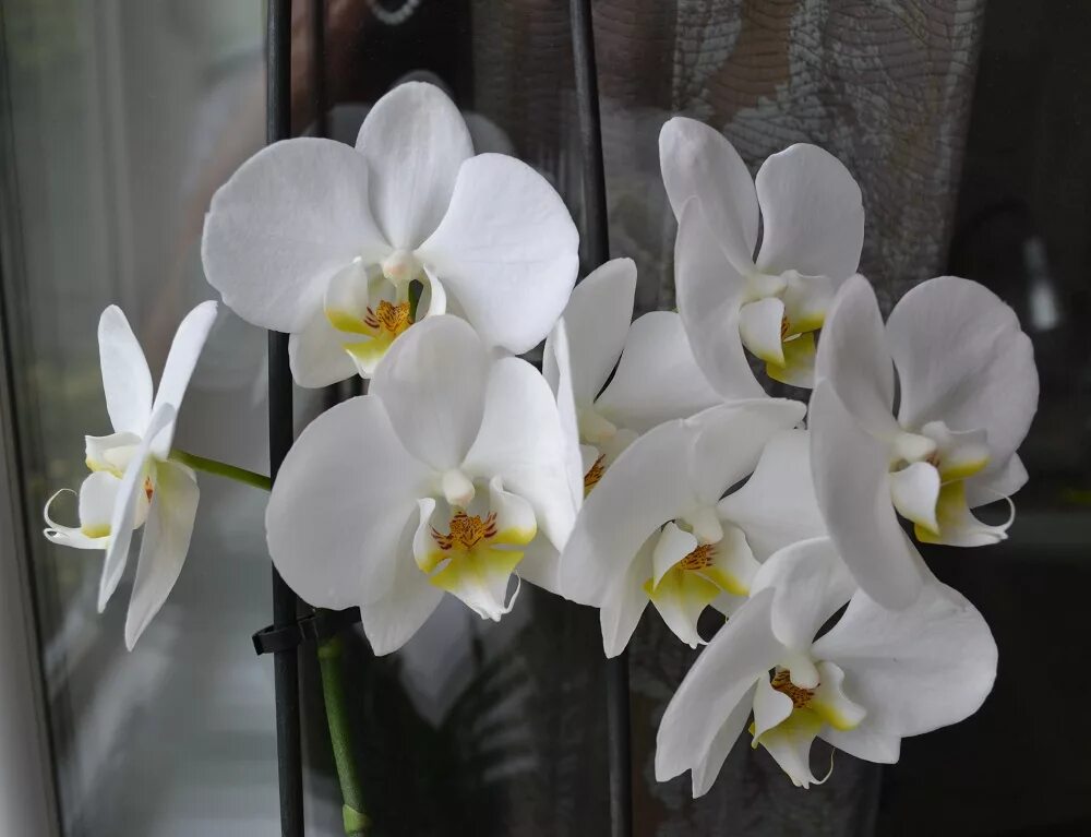 Название белых орхидей с фото Орхидея домашняя Как ухаживать за орхидеей в домашних условиях