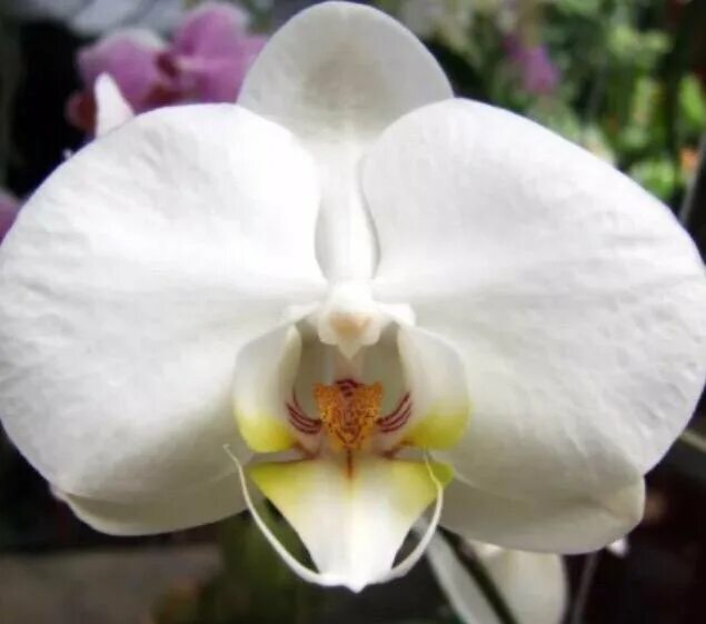 Название белых орхидей с фото Орхидеи Фаленопсисы - купить в Пушкино, цена 150 руб., продано 15 августа 2019 -