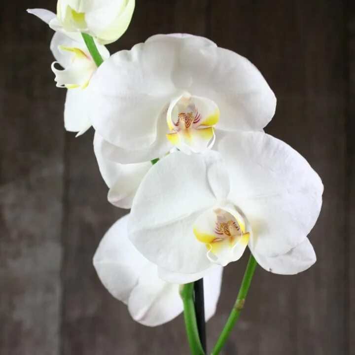 Название белых орхидей с фото Орхидея фаленопсис 4 штуки - купить в Санкт-Петербурге, цена 250 руб., продано 2