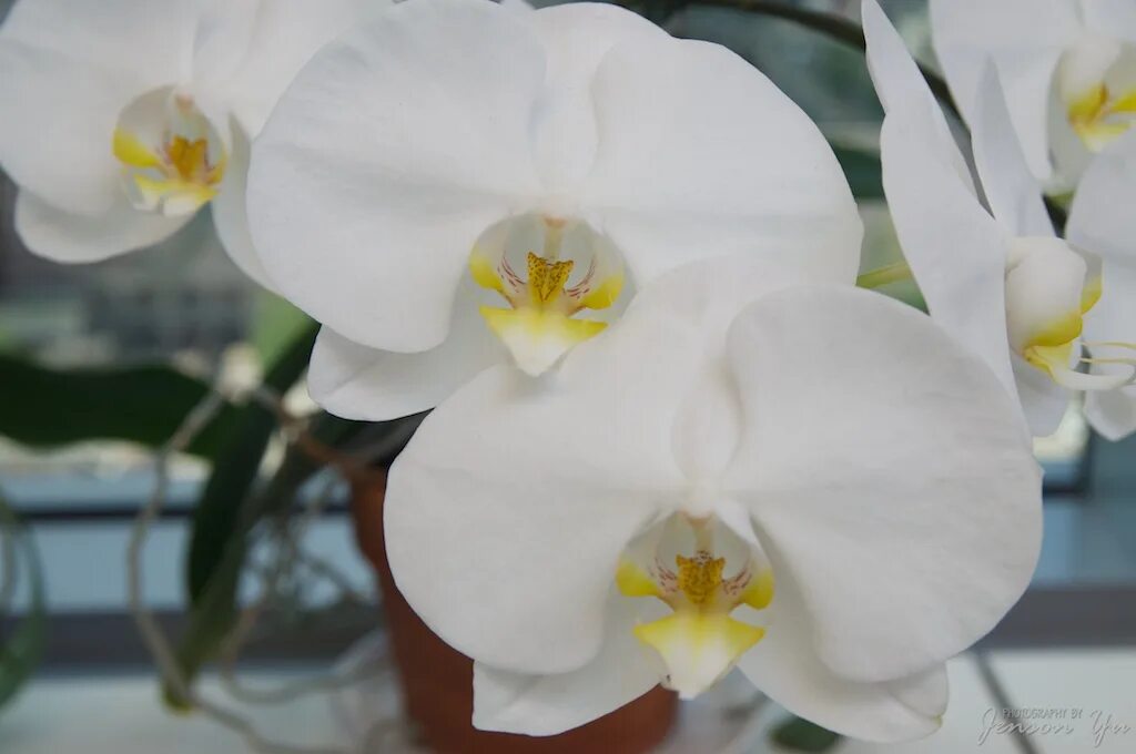 Название белых орхидей с фото Phalaenopsis White Orchid Jenson Z. Yu's Photography Blog