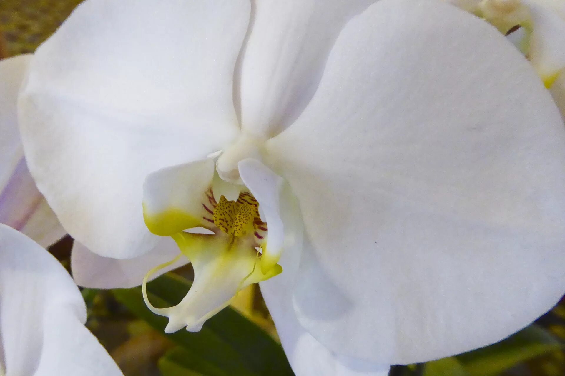 Название белых орхидей с фото Download free photo of Orchid,white,flower,wedding,phalaenopsis amabilis - from 