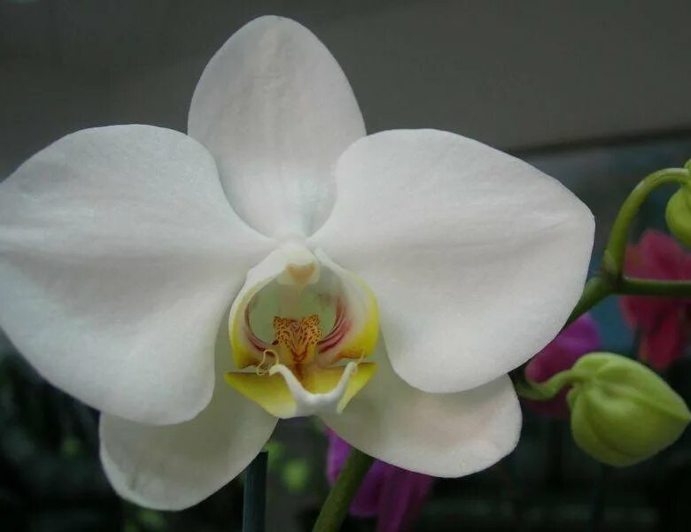 Название белых орхидей с фото Орхидея - купить в Арамиле, цена 350 руб., продано 3 декабря 2018 - Растения и с