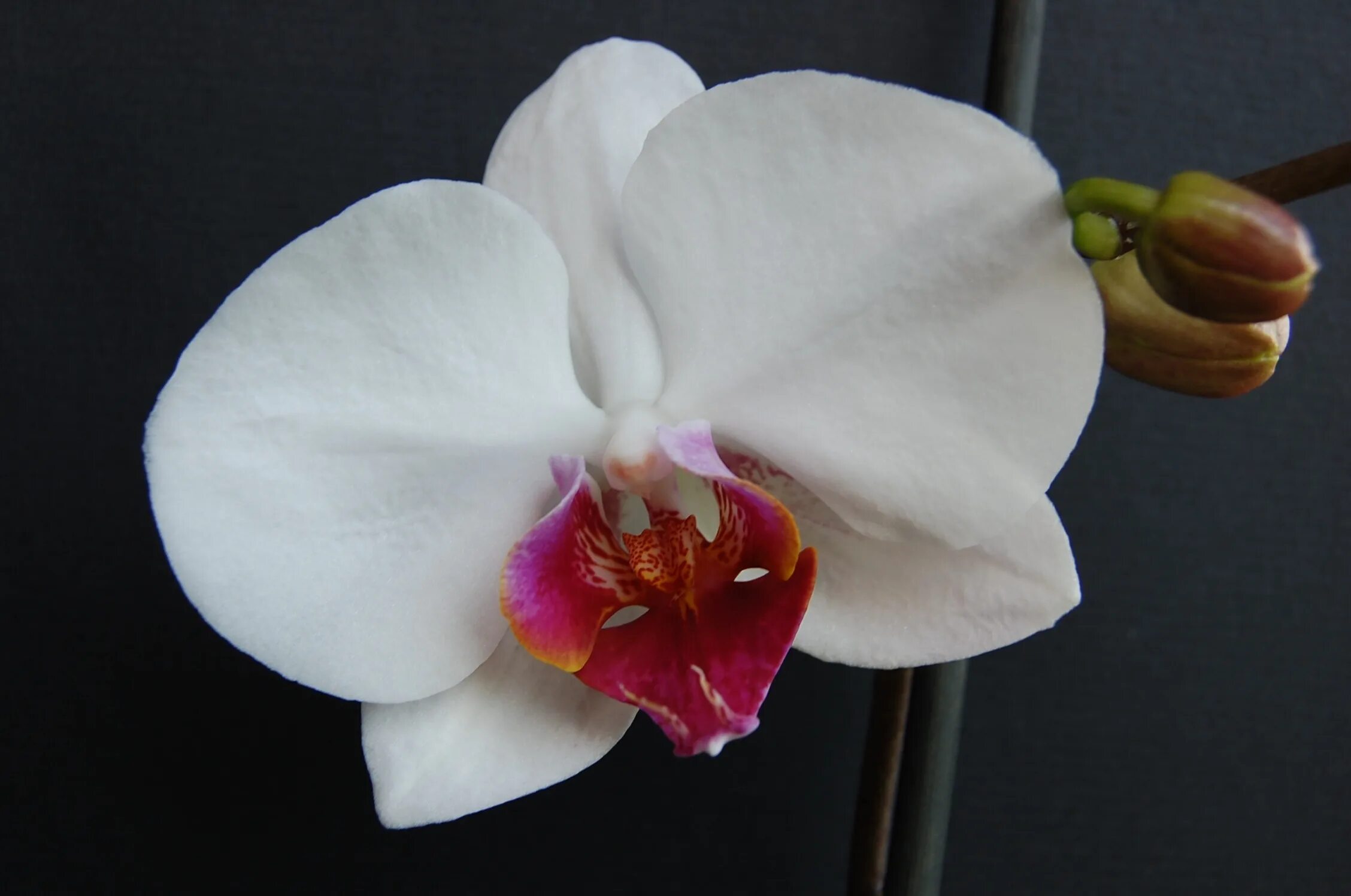 Название белых орхидей с фото Free Images : blossom, white, flower, petal, botany, flora, potted plant, flower