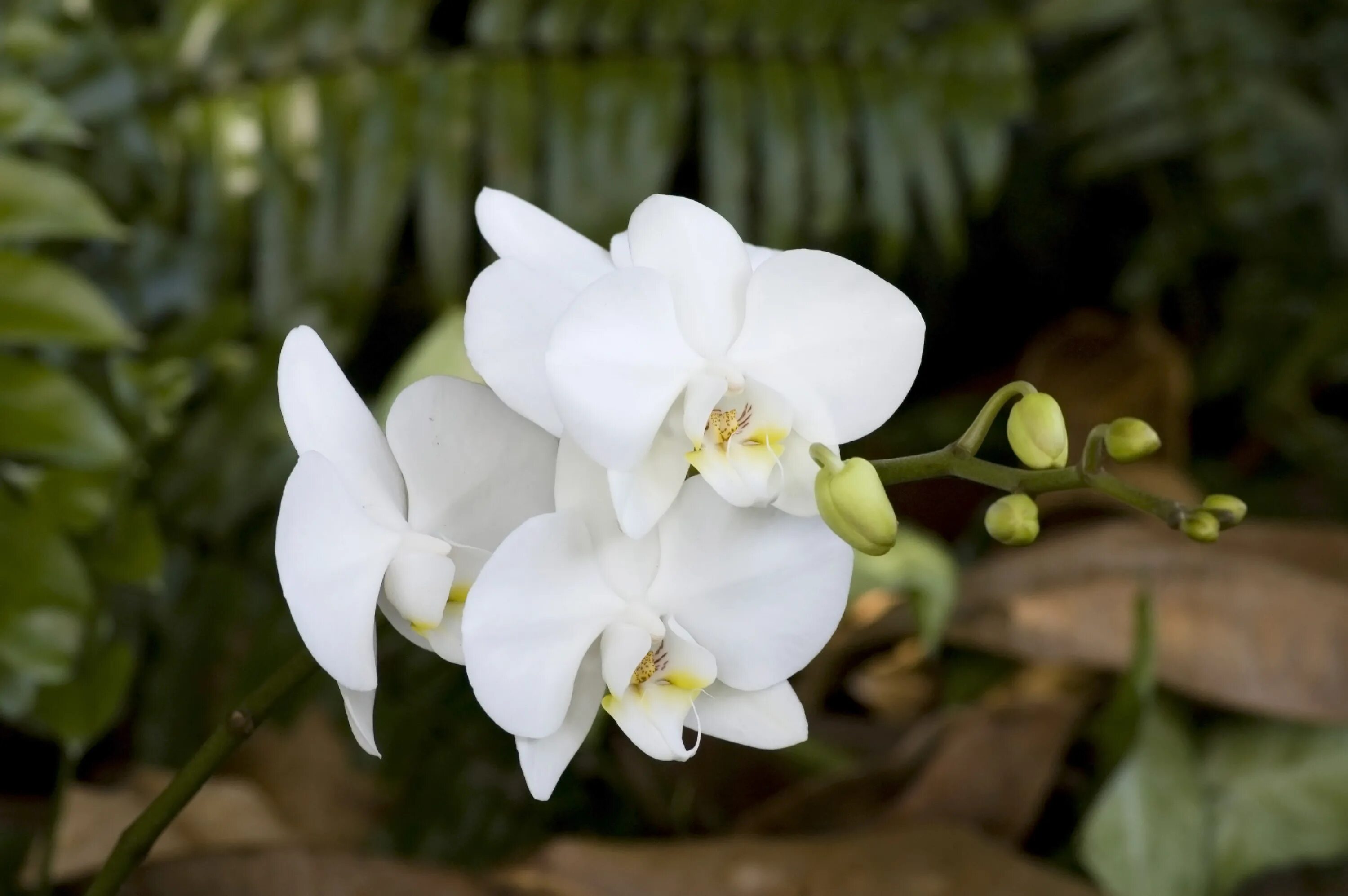 Название белых орхидей с фото File:Phalaenopsis white cultivar 2 alt.jpg - Wikimedia Commons
