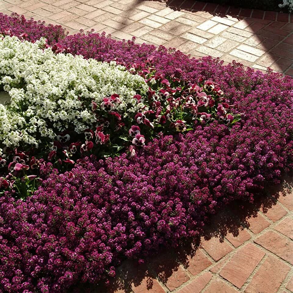 Название бордюрных цветов фото Amazon.com: Sweet Alyssum Seeds