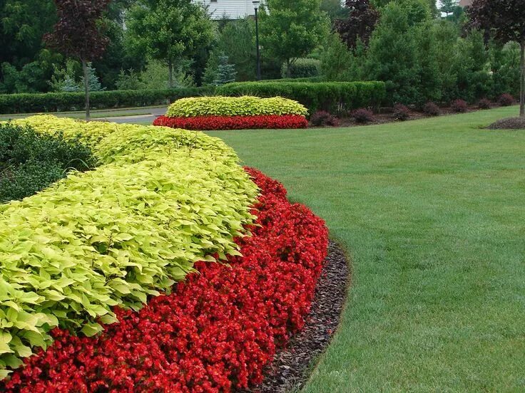 Название бордюрных цветов фото Red begonia and yellow coleus. Installed and maintained by HLS, LLC Small garden
