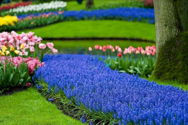 Название бордюрных цветов фото Landscape Flowers Сады на открытом воздухе, Красивые сады, Почвопокровные растен