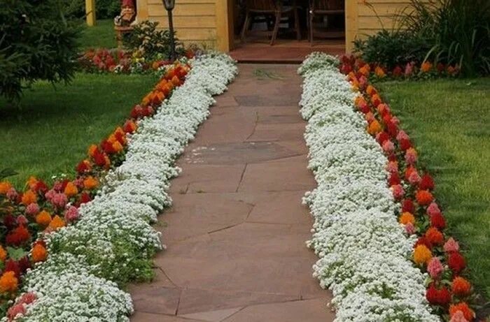 Название бордюрных цветов низкорослых и фото DIY Gartenblume Curb: 45 Ideen für einen hellen Innenhof Идеи для садового дизай