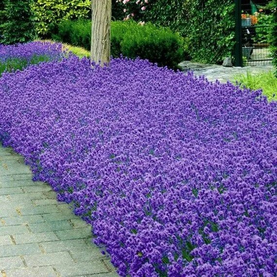 Название бордюрных цветов низкорослых и фото Lavender Munstead Flower Seeds Lavandula Angustifolia Etsy in 2020 Plants, Flowe
