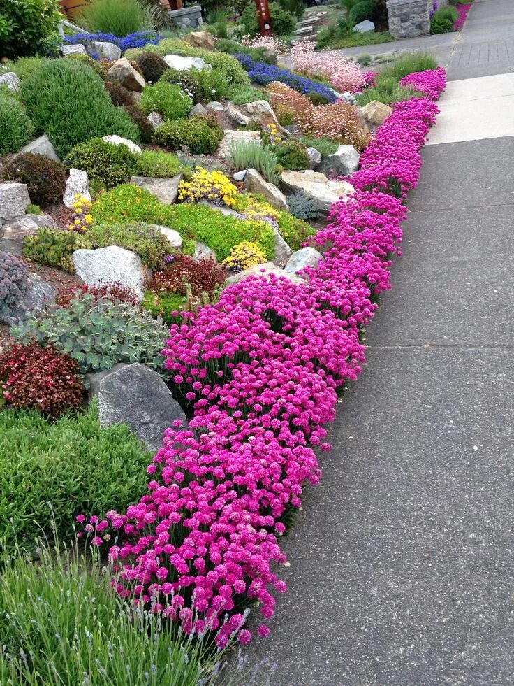 Название бордюрных цветов низкорослых и фото Garden along Dallas Road Sloped garden, Rock garden design, Rockery garden