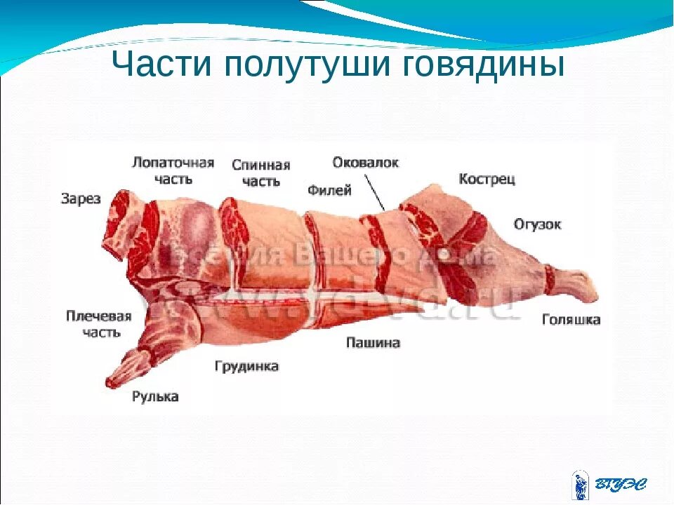 Название частей туши говядины при разделке фото Голяшка говяжья какая часть туши фото Фитостудия-63.ру
