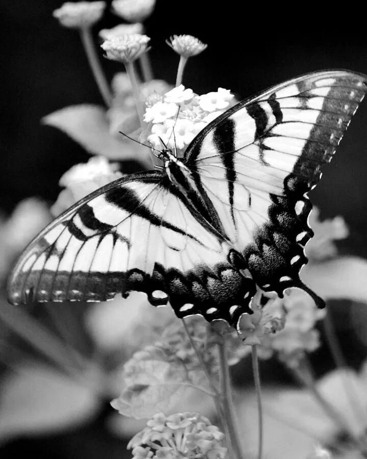 Название черно белого фото black-and-white-monarch-butterfly-photograph-allyson-johnson Monarch butterflies