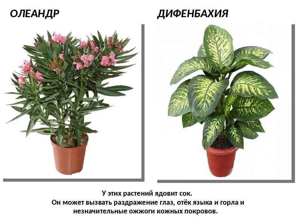 Название дом цветов с фото и названиями Названия и описания домашних растений и комнатных цветков с красными листьями