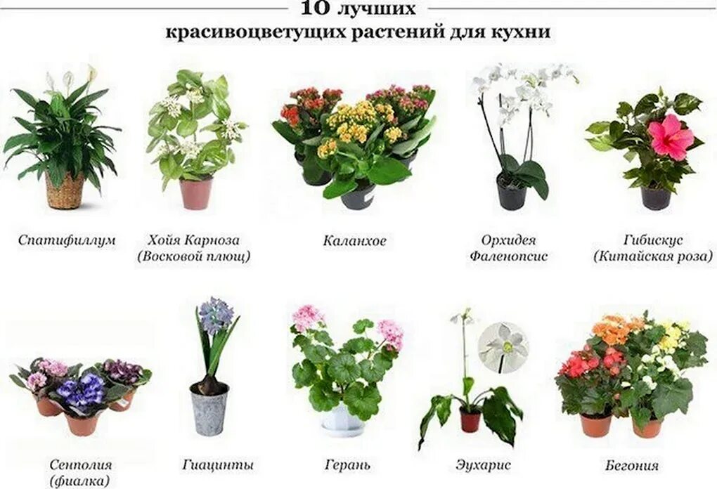 Название дом цветов с фото и названиями Полезные комнатные цветы фото - DelaDom.ru
