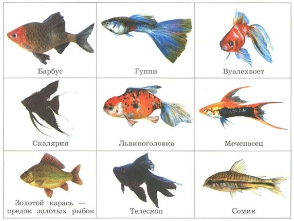 Название домашних рыбок фото амфибии и рыбы - Фотография 3 из 12 ВКонтакте