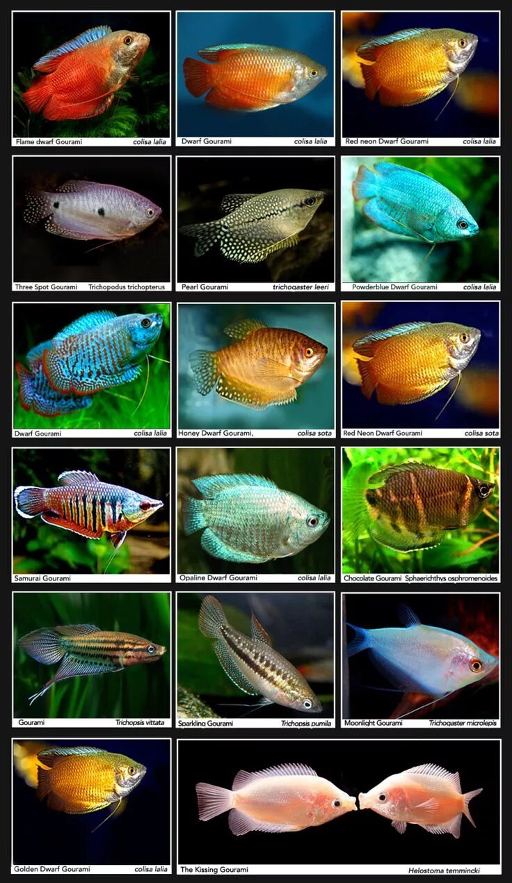 Название домашних рыбок фото Gouramis INDONESIAN TROPICAL FISH/INDONESIA ORNAMENTAL FISH/INDONESIA AQUARIUM F