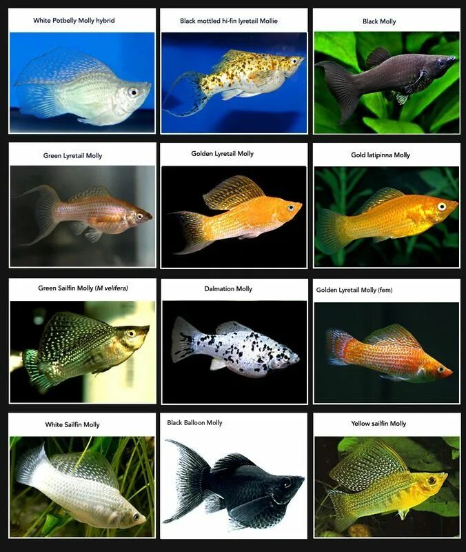 Название домашних рыбок фото Loading... Freshwater aquarium fish, Aquarium fish, Freshwater aquarium