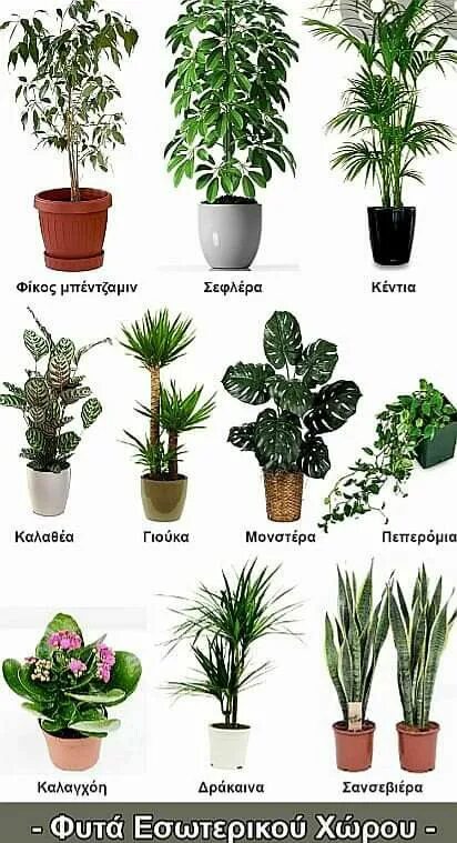 Название домашних цветов с фото и названием Pin by matina christ on u03A6u03A5u03A4u0391 Plant decor, Indoor plants, Pla