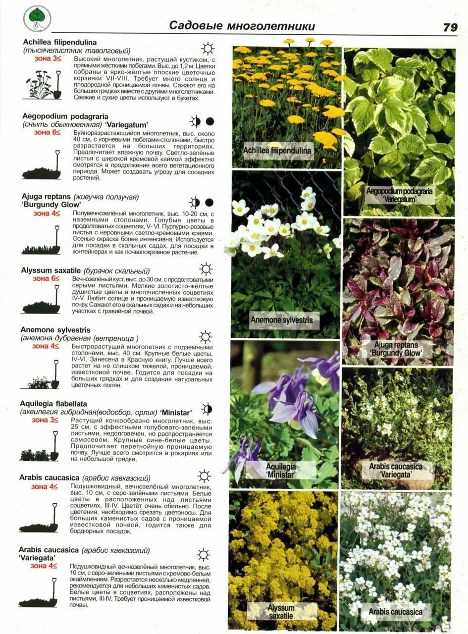 Название фото и описание многолетних цветов Садовые многолетники