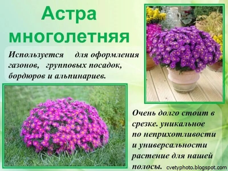 Название фото и описание многолетних цветов Многолетние цветы для дачи. каталог цветов, фото с названиями и кратким описание