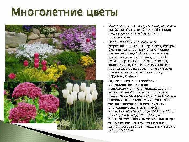 Название фото и описание многолетних цветов Всё о цветах ночных фиалках: как правильно называется, однолетние и многолетние