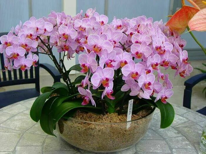 Название фото комнатных орхидей Pin auf Orquídeas Orchideen, Orchideen vermehren, Orchideenpflege
