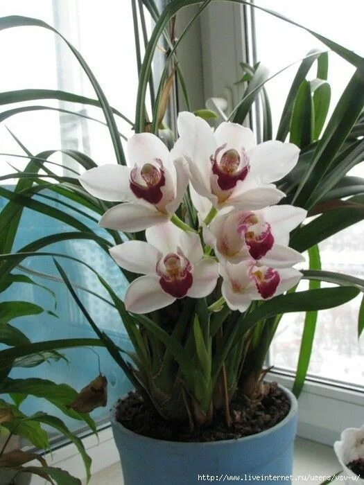Название фото комнатных орхидей Pin by Олена Руденко on необычная красота орхидеи Plants, Garden