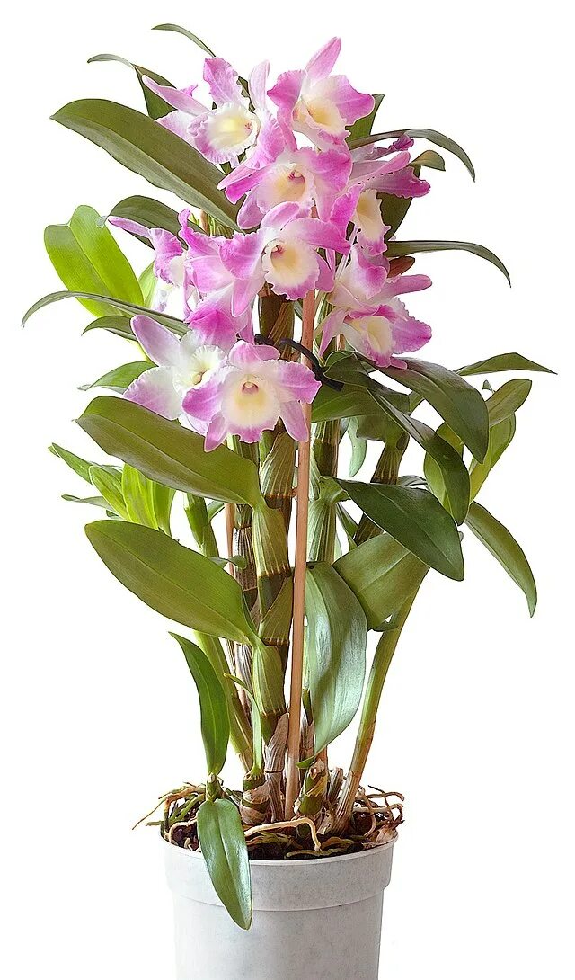 Название фото комнатных орхидей Файл:Dendrobium Starclass nobilé (aka).jpg - Википедия